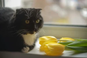 are tulips toxic to cats