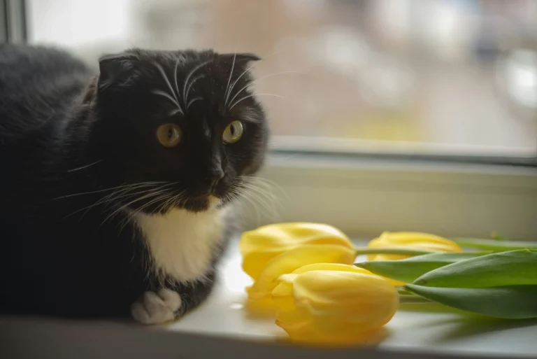 are tulips toxic to cats