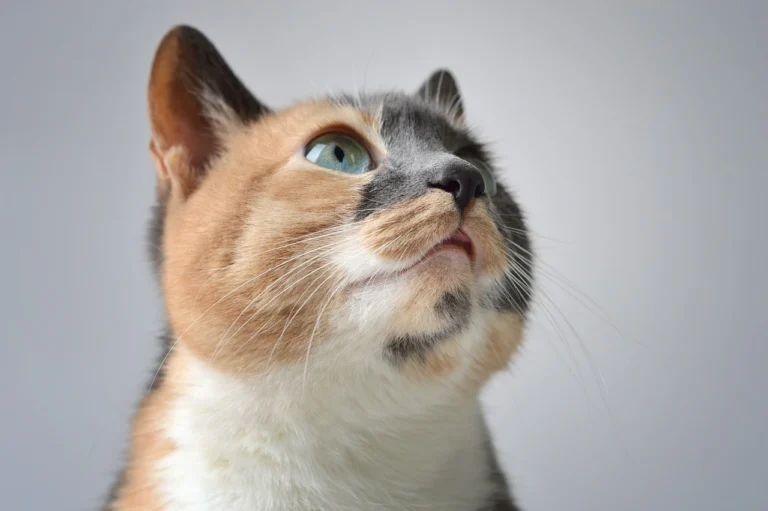 calico cat