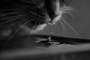 cat water fountain