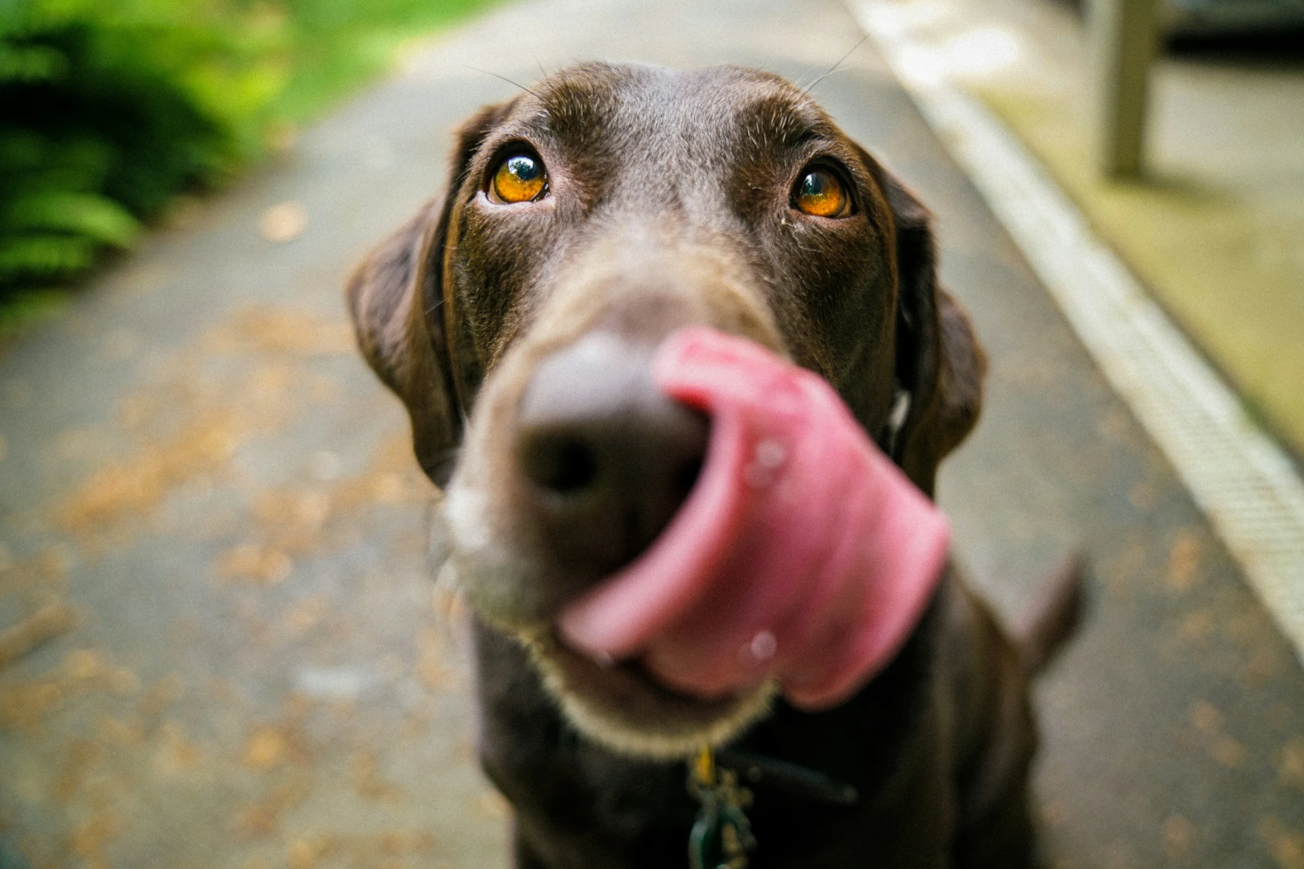 can dogs eat shrimp