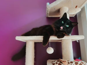 cat tree