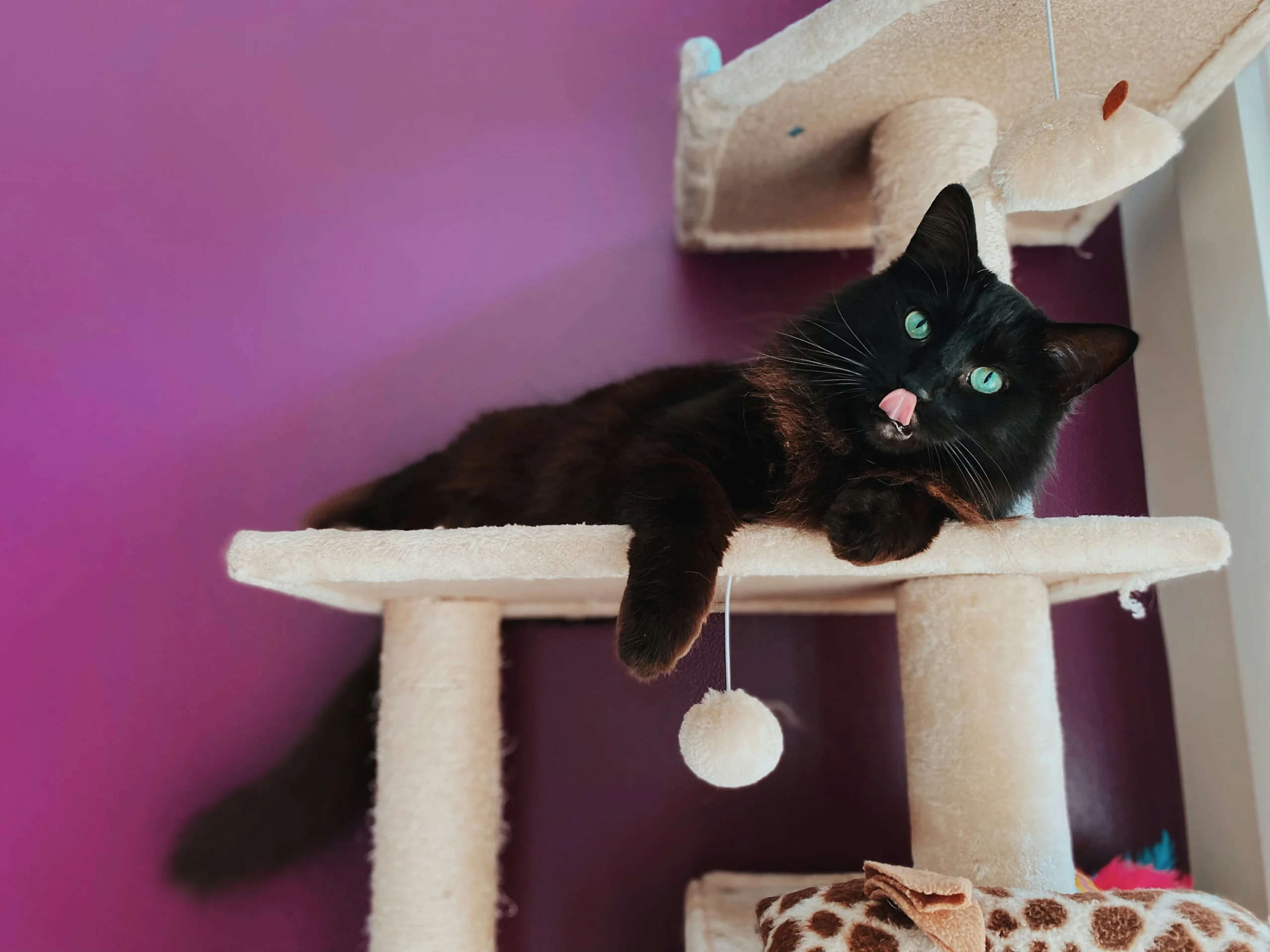 cat tree