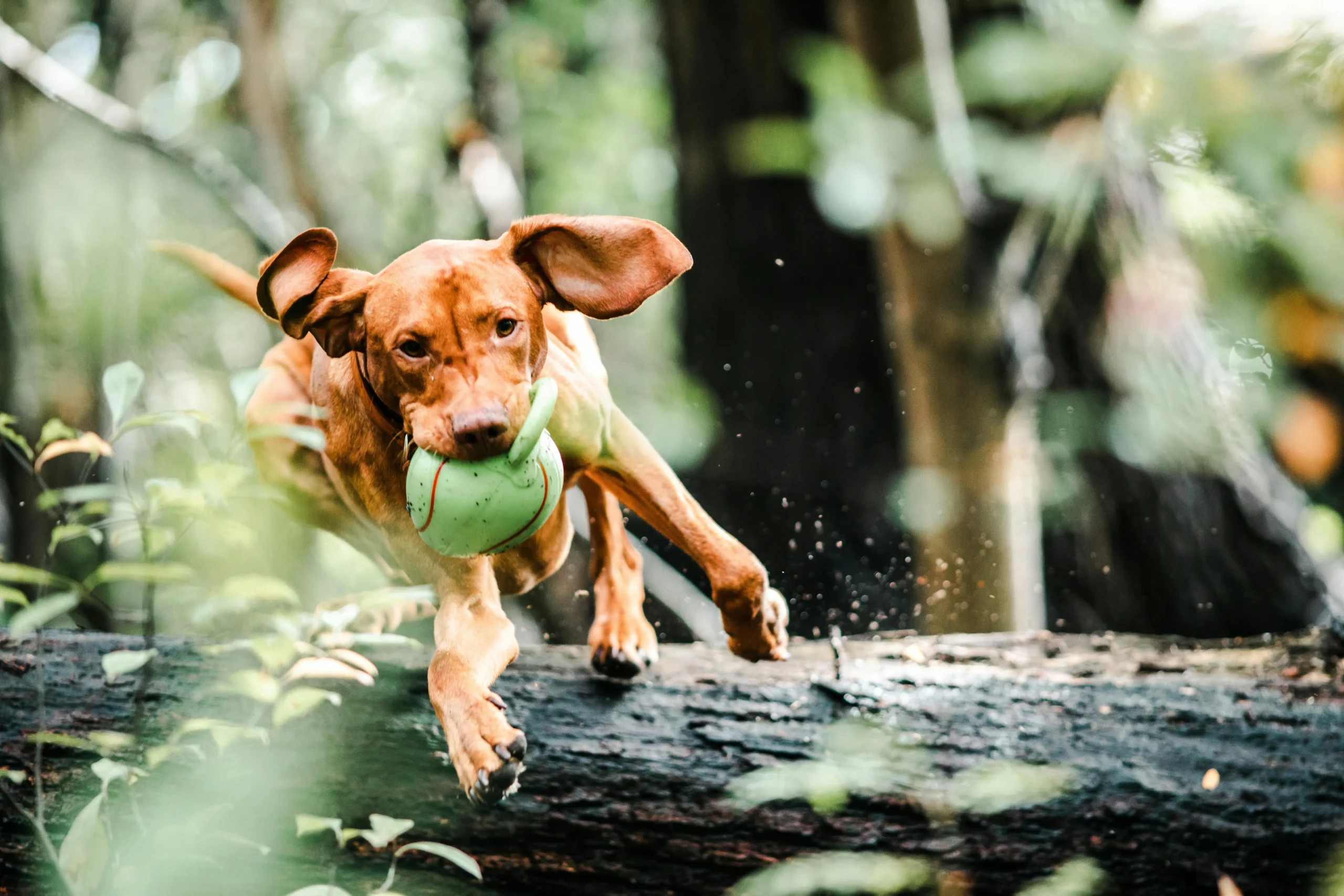 dog toys