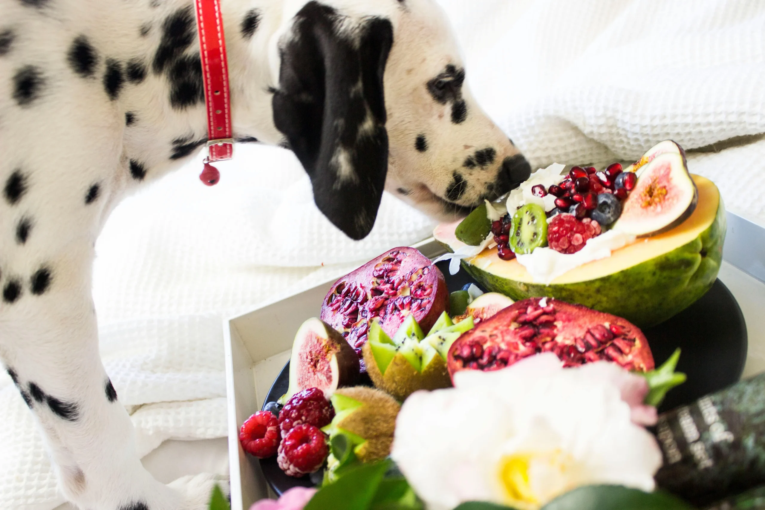 dogs eat avocado
