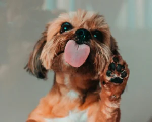dogs lick their paws