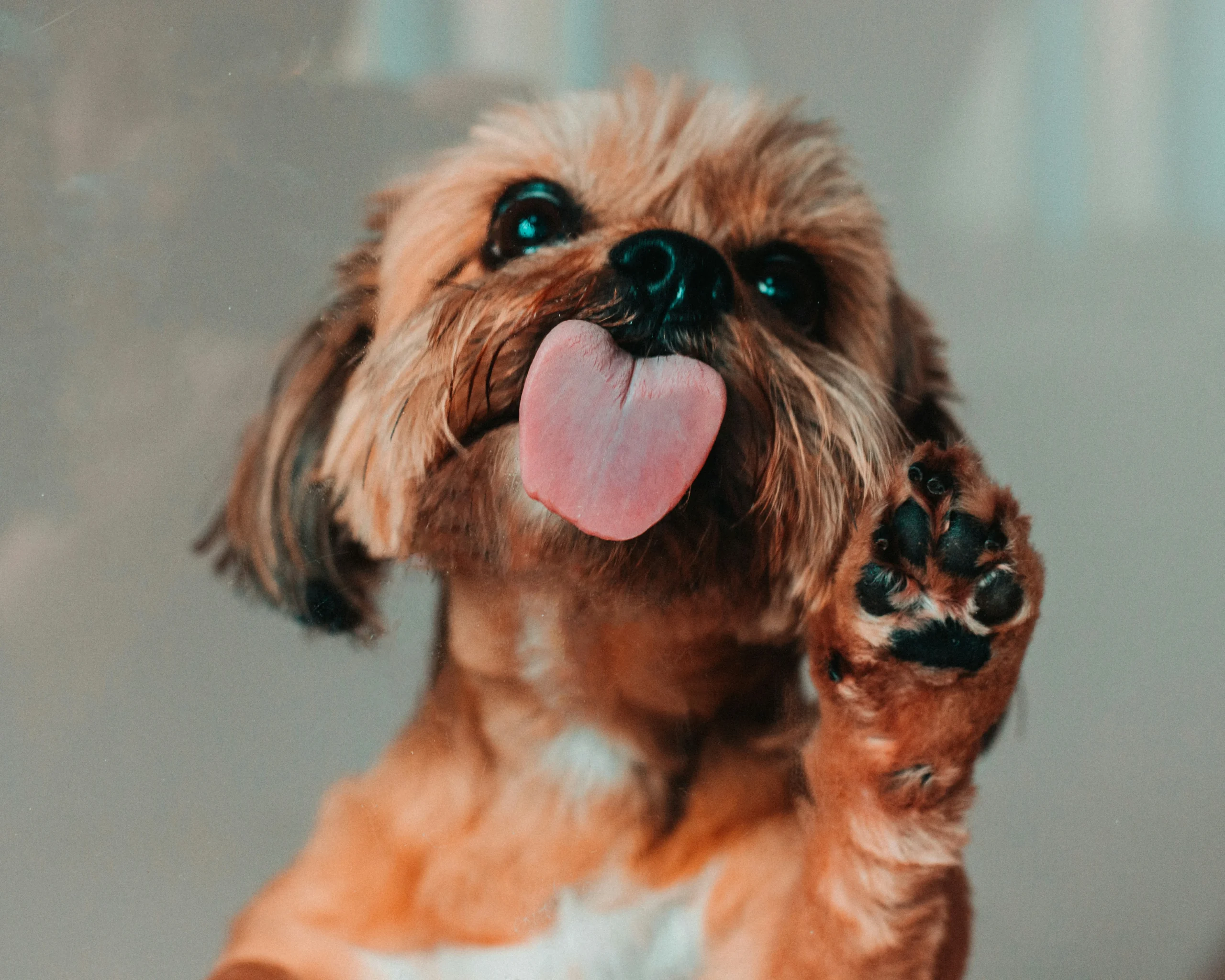 dogs lick their paws