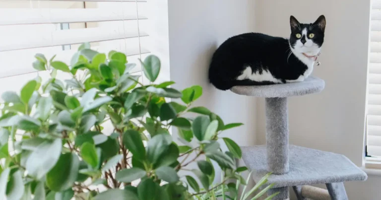 cat trees for large cats