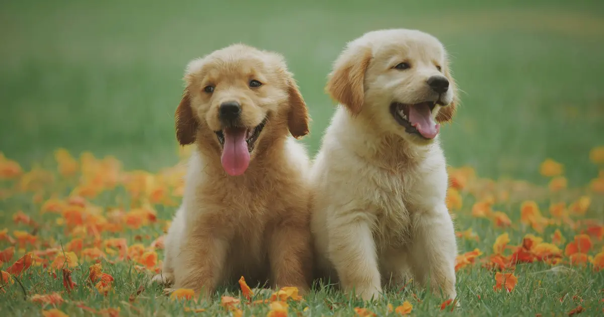golden retriever puppies​