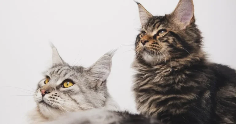 maine coon kittens