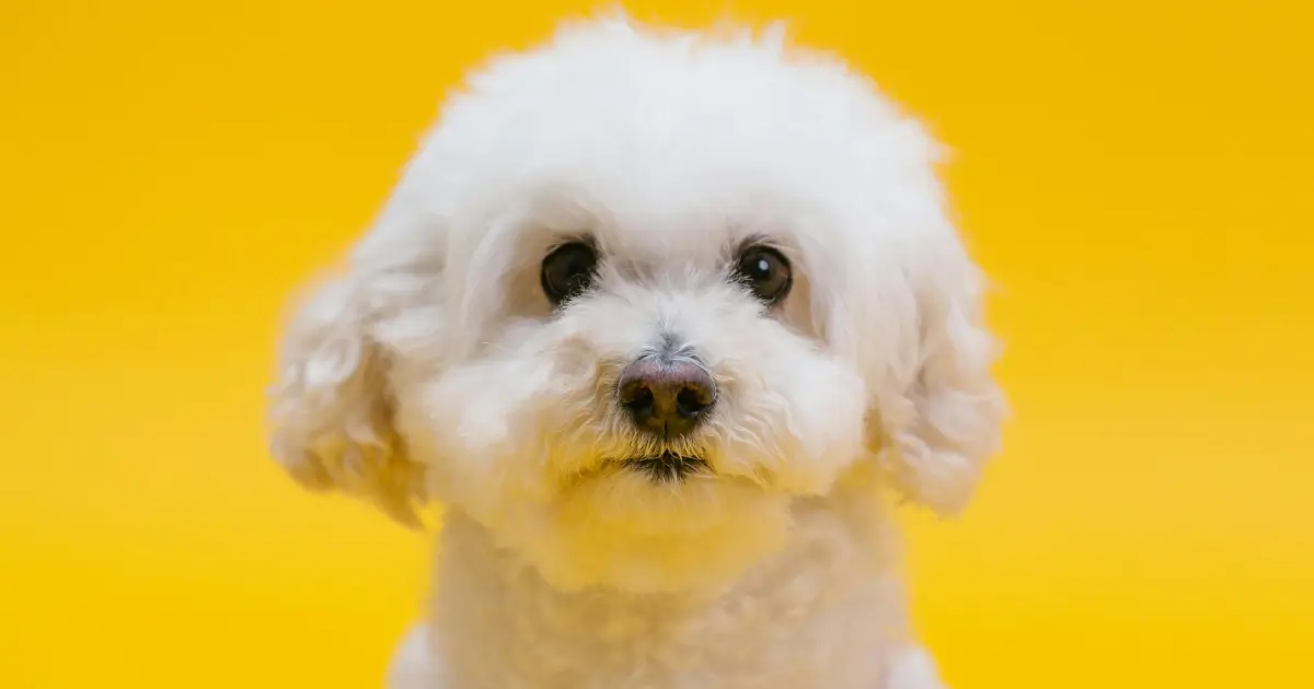 Bichon Frise puppy
