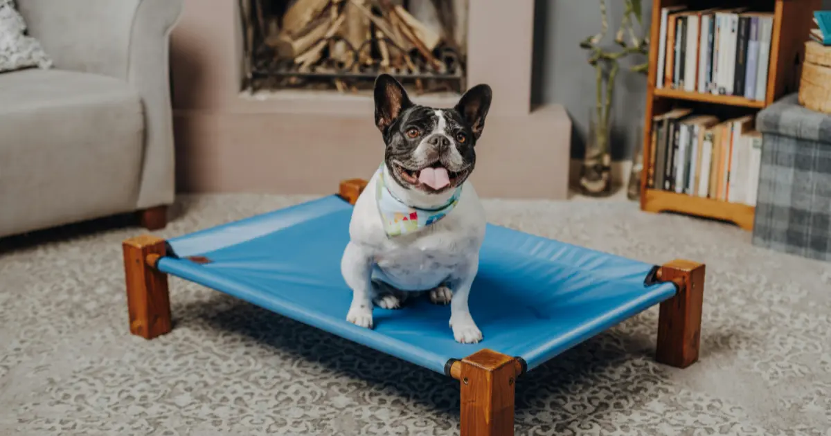 elevated dog bed