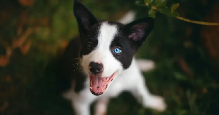 border collie puppy