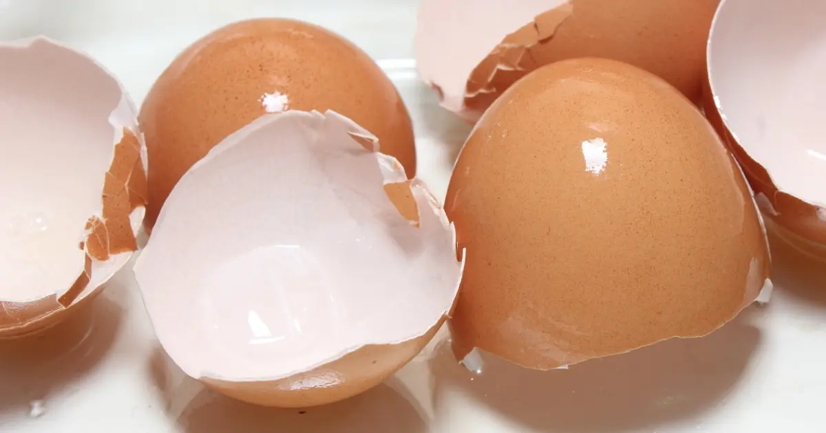 can dogs eat eggshells