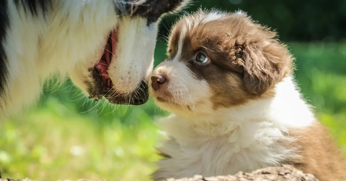 australian shepherd puppy