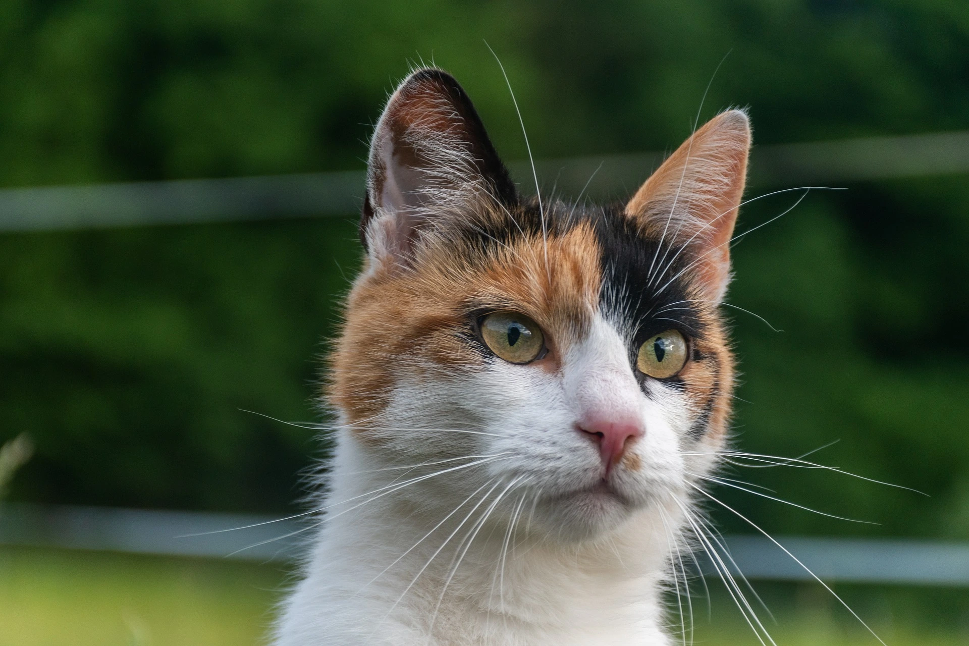 calico cat names