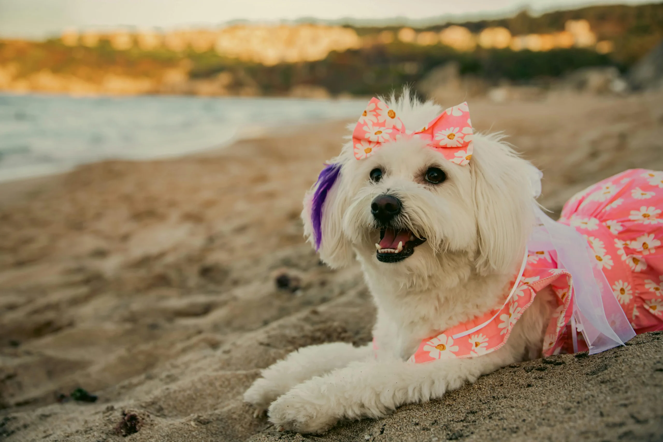 girl dog names