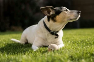 dog name , dog collar with name