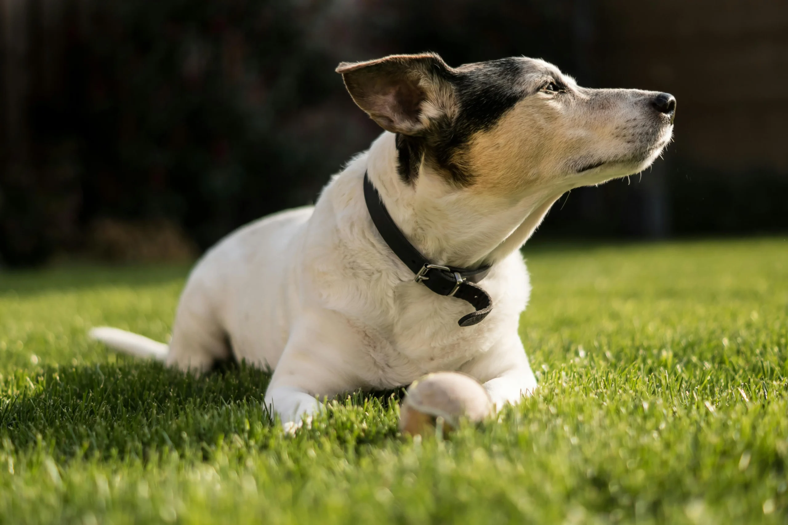 dog name , dog collar with name