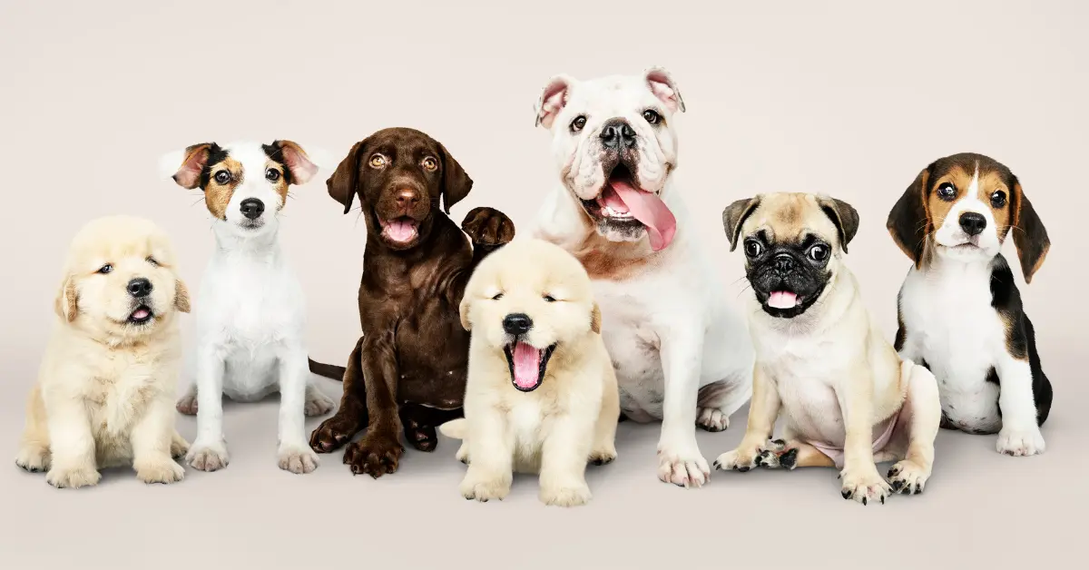 dog names