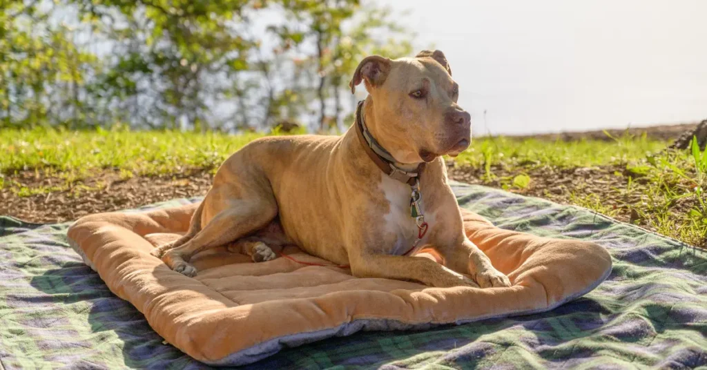 outdoor dog bed