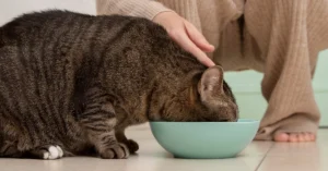 homemade cat food recipes