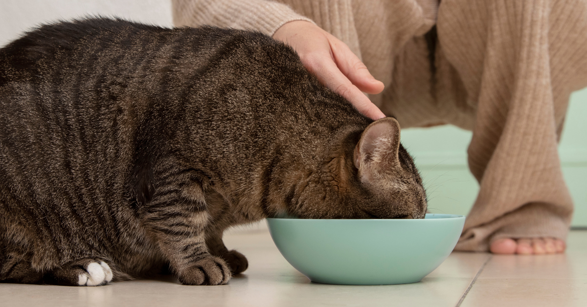 homemade cat food recipes
