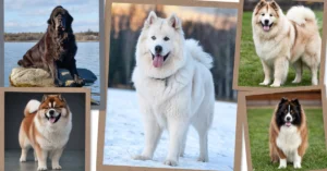big fluffy dog breeds