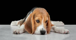 can dogs have autism