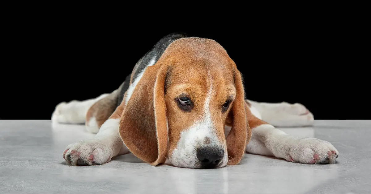 can dogs have autism