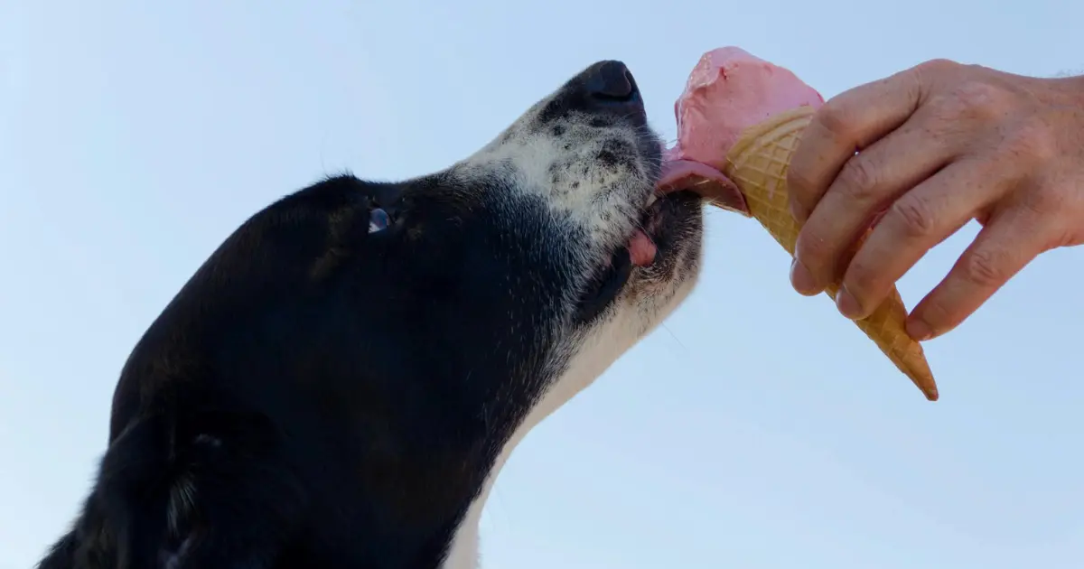 can dogs eat ice cream