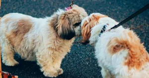 Bichon Frise and Shih Tzu Mix