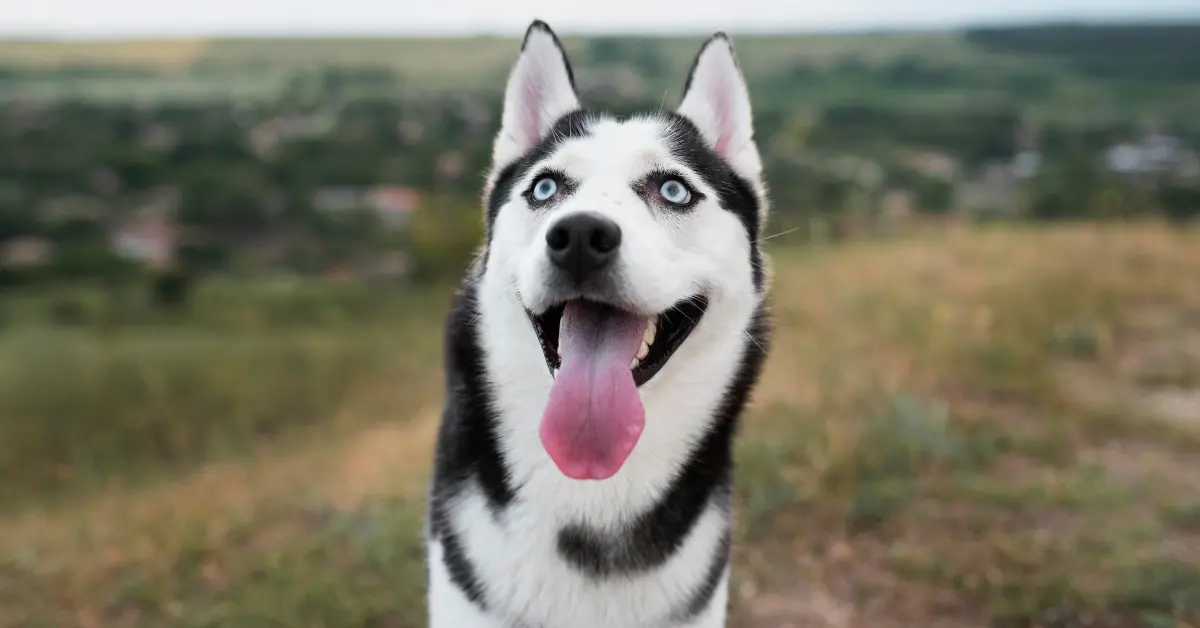 husky mix
