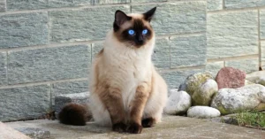 siamese mix