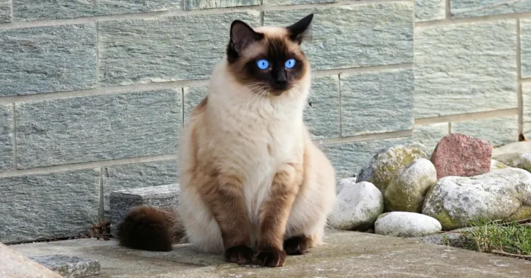 siamese mix