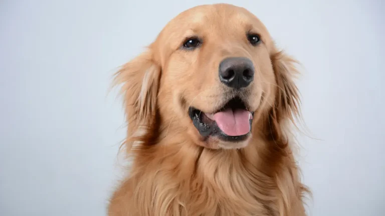 are golden retrievers smart