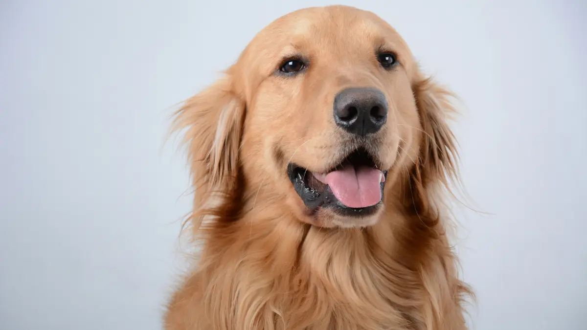 are golden retrievers smart