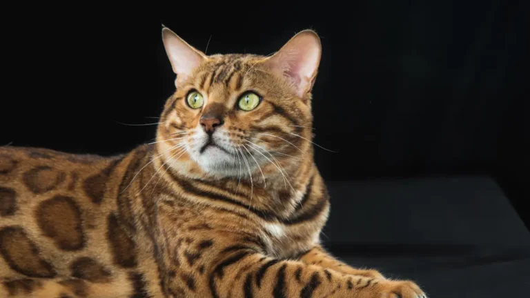 bengal cat cost