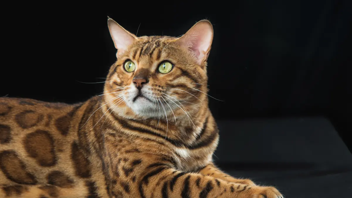 bengal cat cost