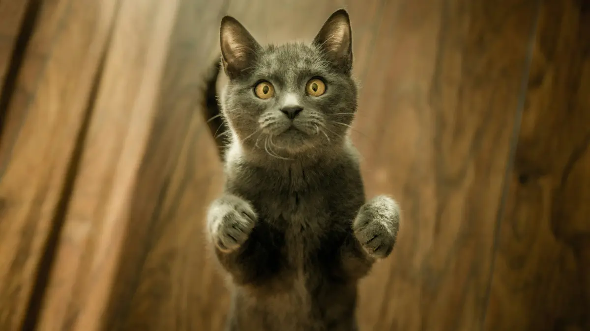 why are cats afraid of pickles and cucumbers