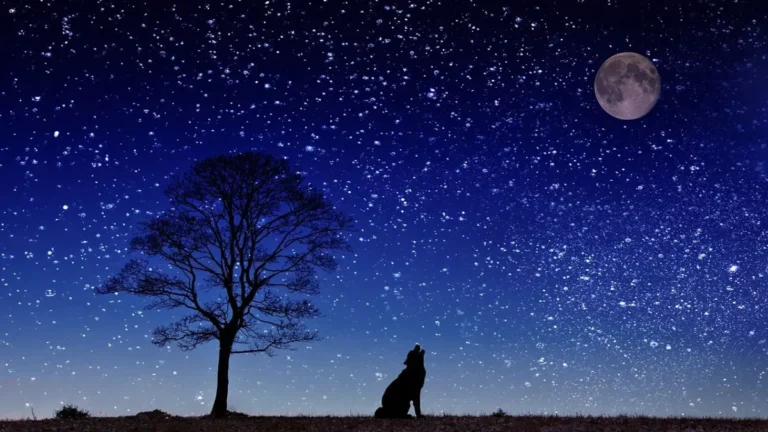 why are dogs howling at night