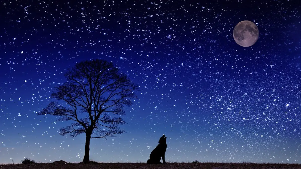 why are dogs howling at night