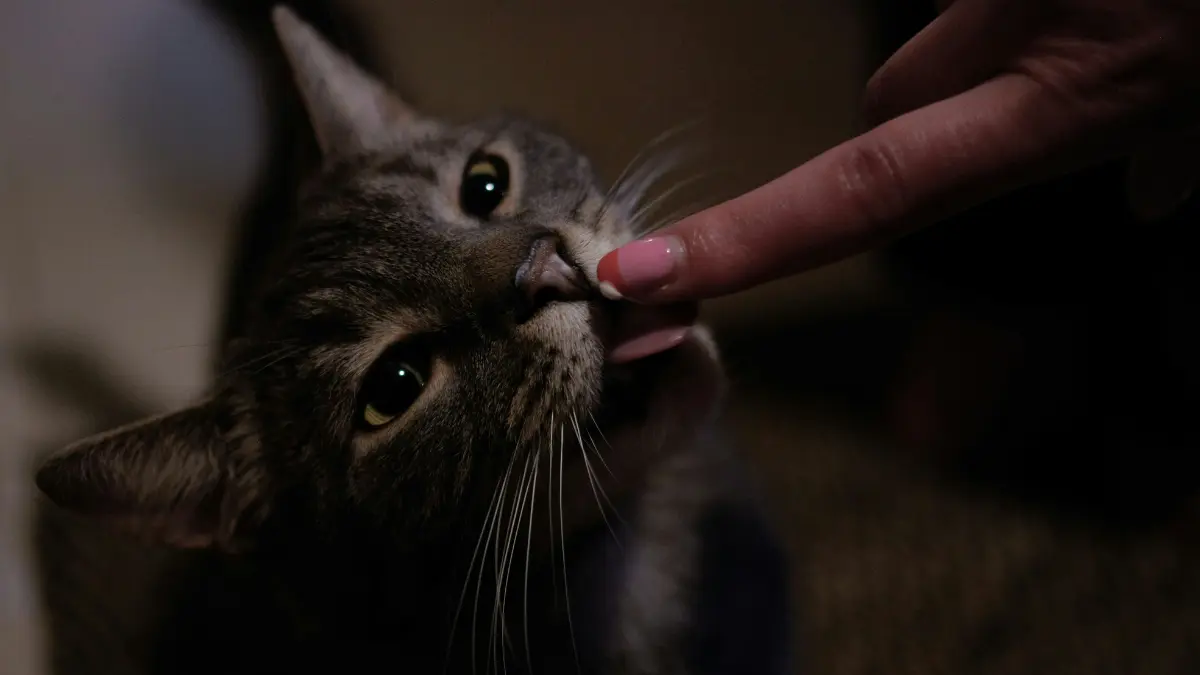 can cats taste spicy