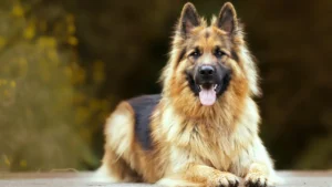 how much are german shepherds