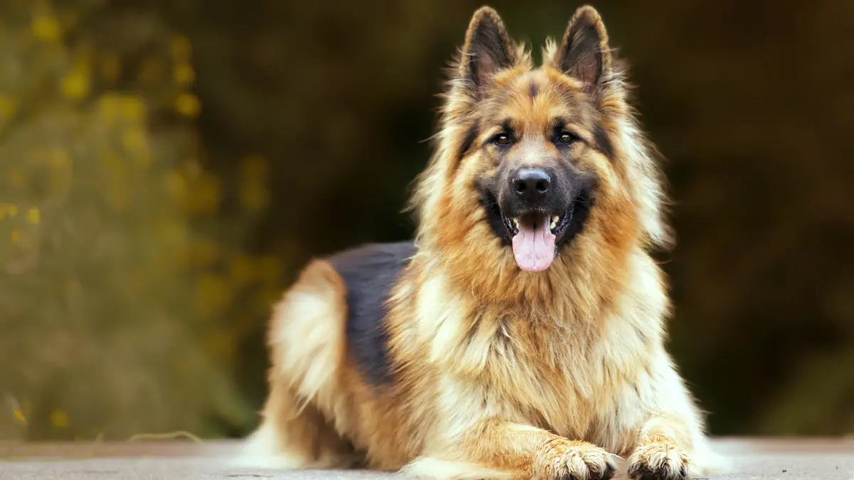 how much are german shepherds