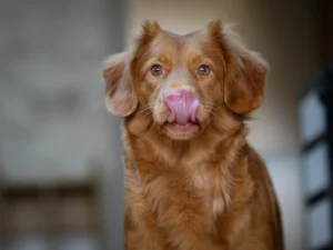 Switch Your Dog to a Raw Food Diet