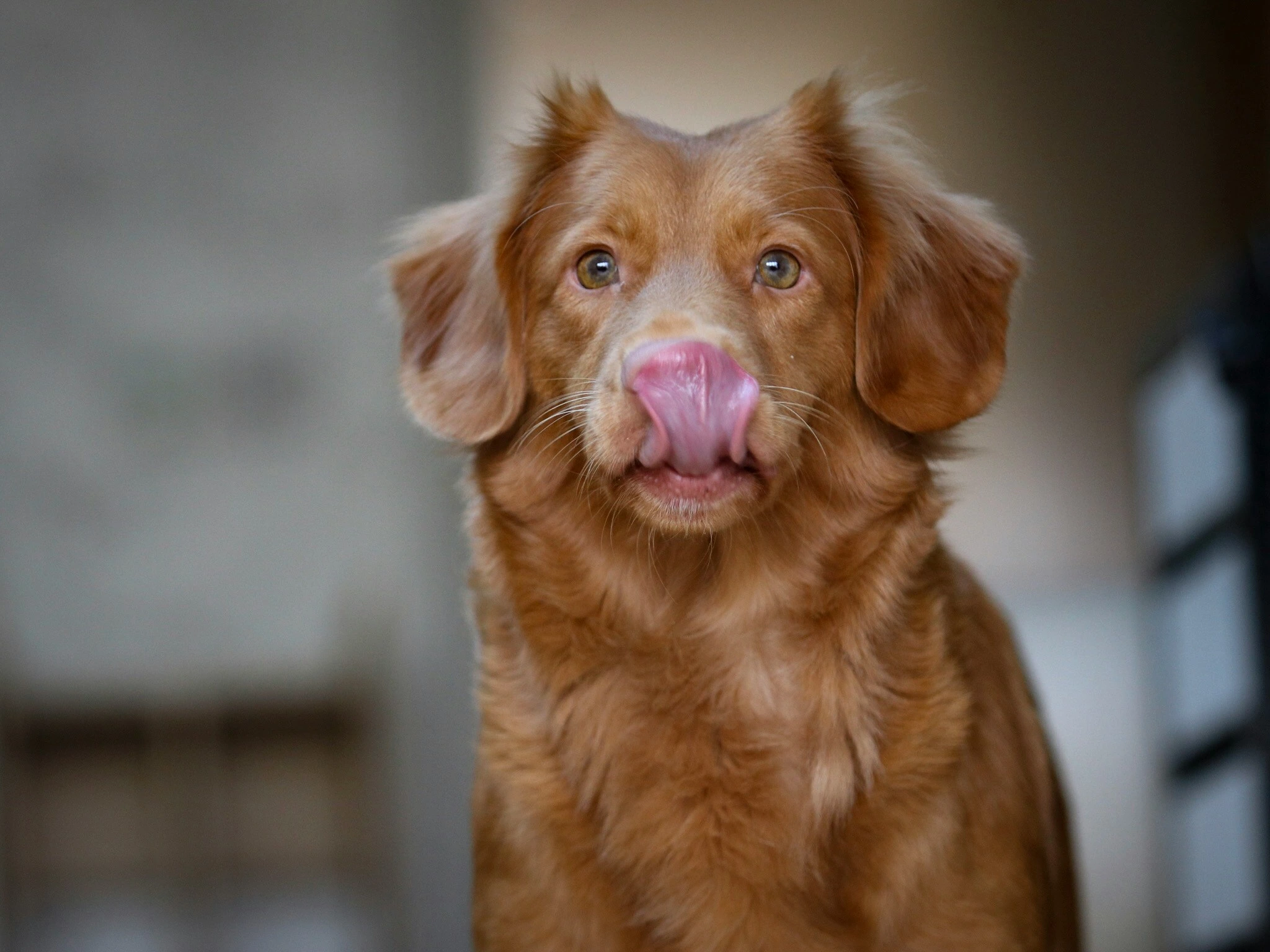 Switch Your Dog to a Raw Food Diet