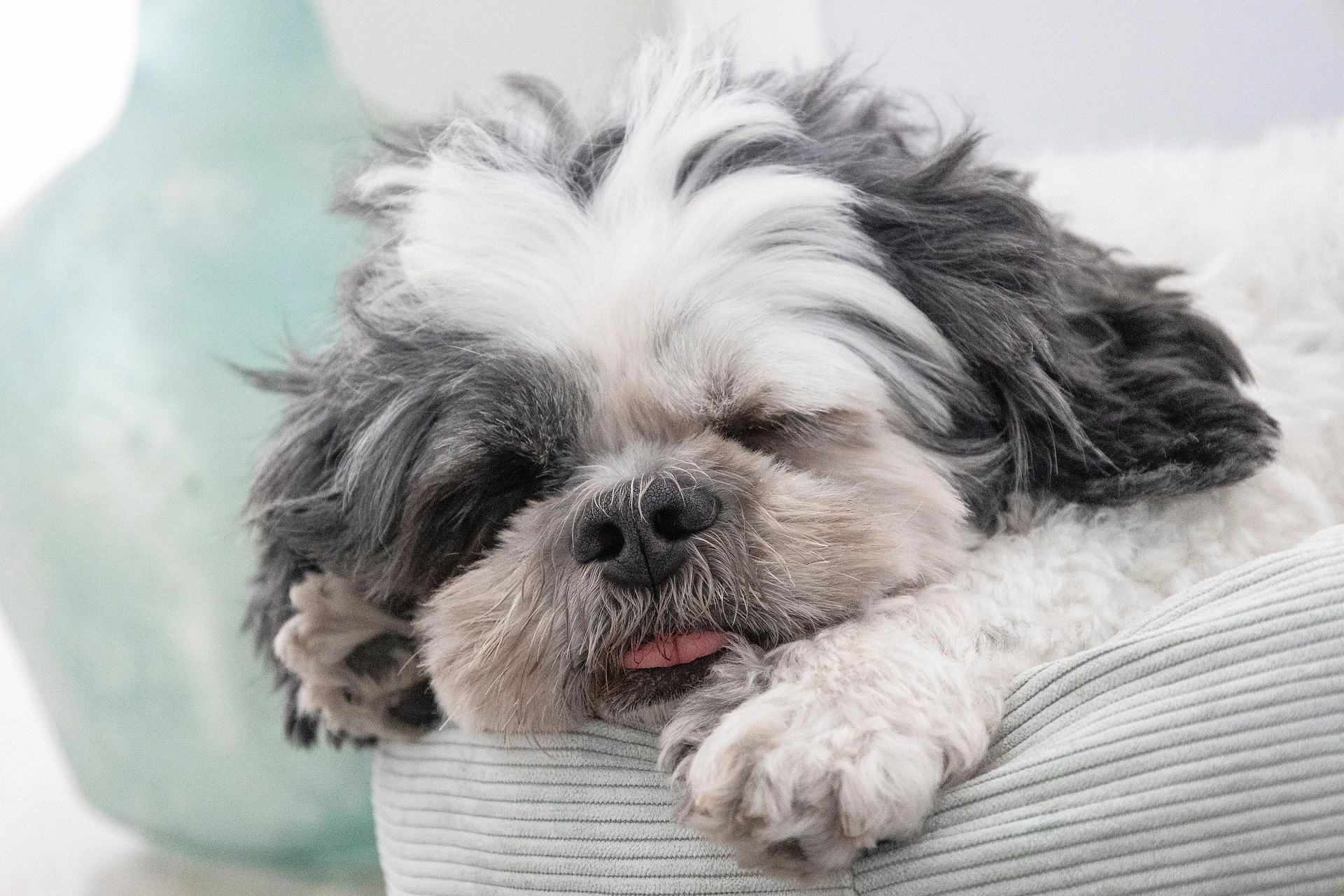 Pet Emergency Contact