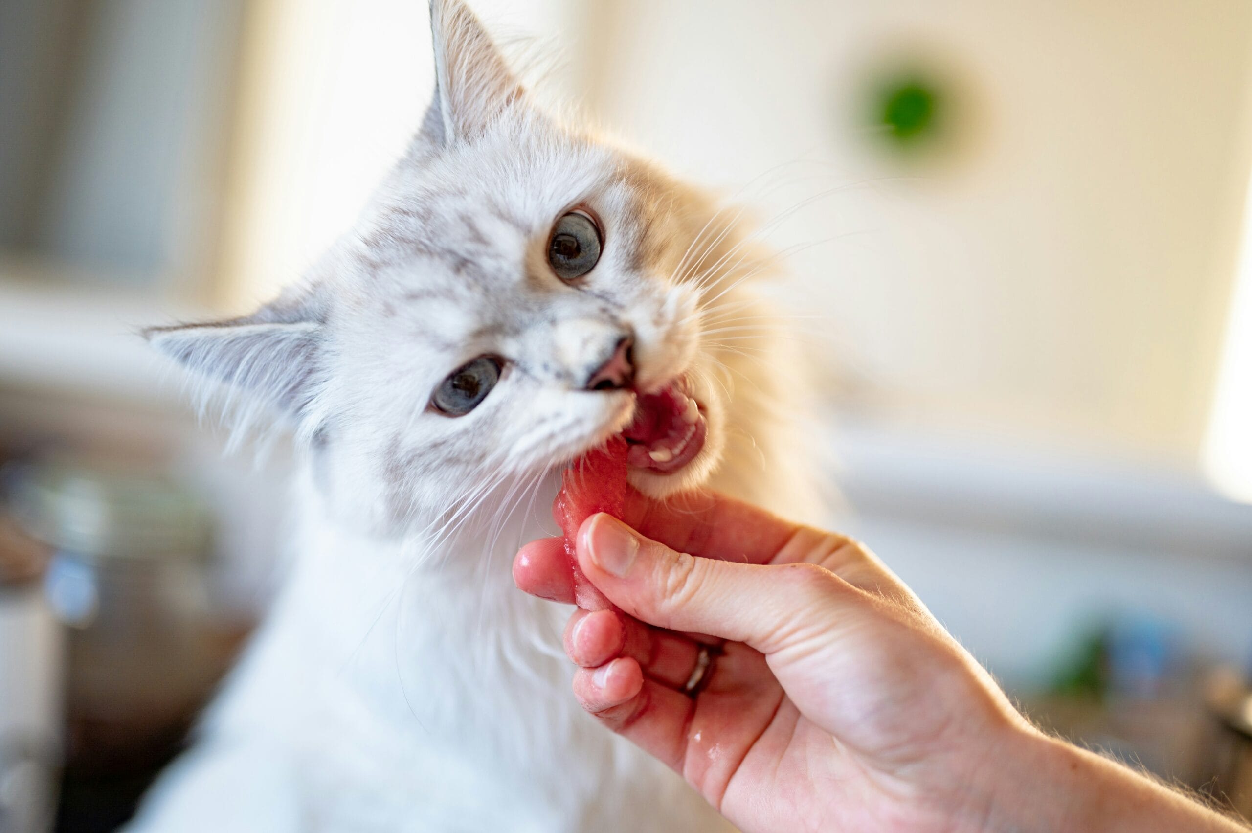Cat eating potentially contaminated raw pet food