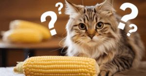 can cats eat corn